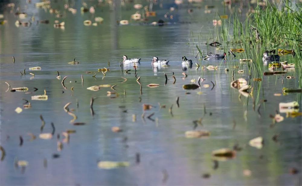 草海湿地公园