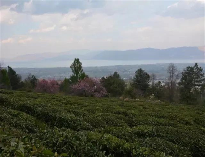 大理小众景点：桃溪谷｜苍山上的桃花源