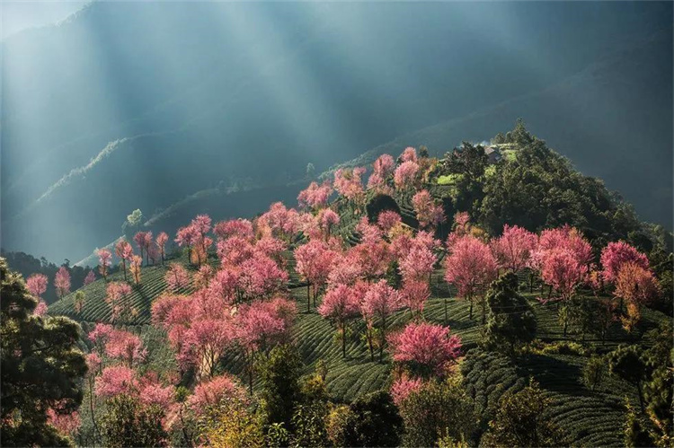 大理樱花季：南涧无量，秘境花乡——神仙姐姐居住的地方！快来大理旅游吧！
