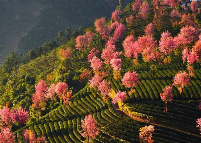 大理旅游：冬日赏樱，徒步无量山。漫步洱海，打卡s弯小镰仓。邂逅精灵，洱海红嘴鸥。
