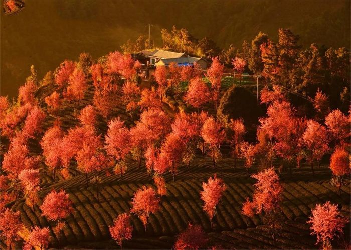 大理无量山樱花