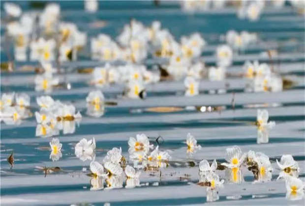 洱海首次实现水体优良率达100%