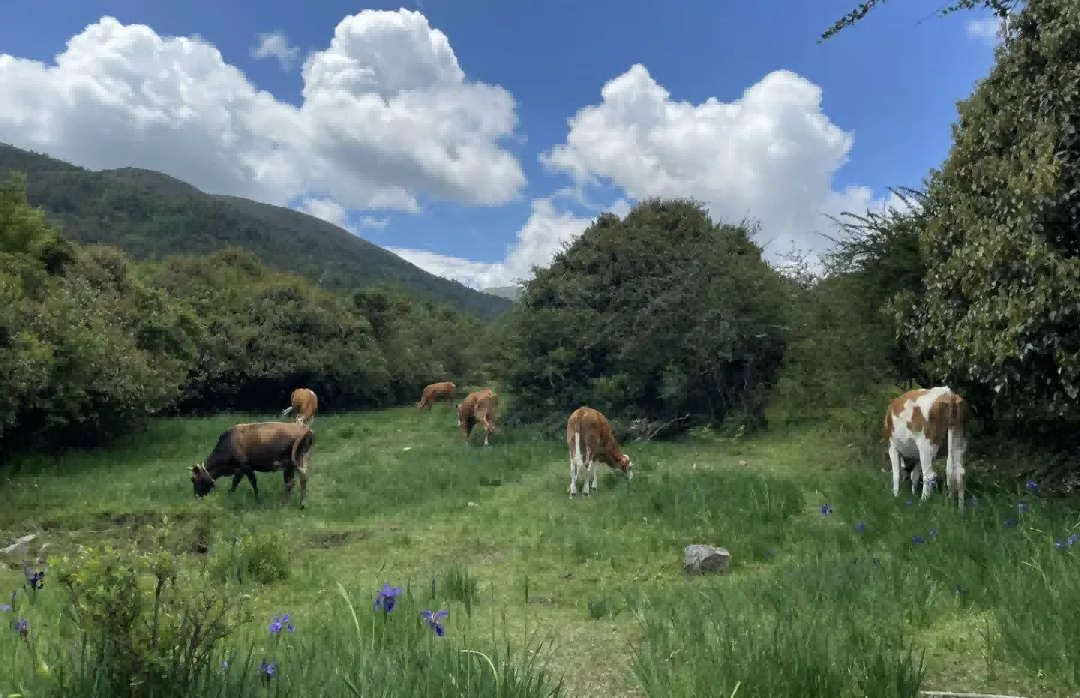 大理景点|跟着大理旅行社小编一起游云南:大理的“阿勒泰”鸟吊山徒步