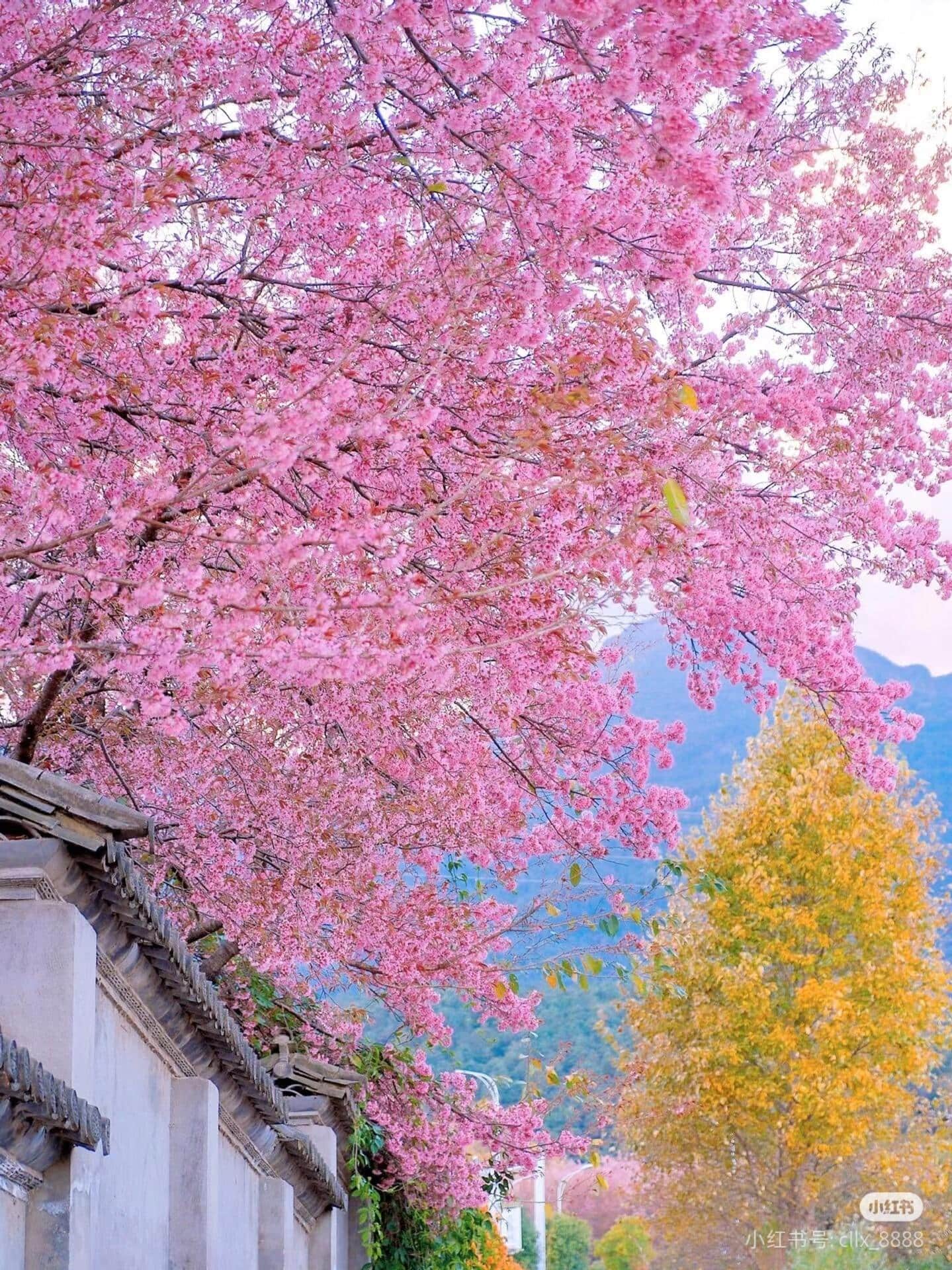 云南旅游,云南旅行社,云南团建公司,云南策划公司,云南会议会展,云南策划执行,大理旅游,大理旅行社,大理团建公司,大理会议公司,大理会议会展,大理策划公司:去云南才知道，最早的樱花是开在冬天的