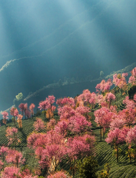 云南旅游,云南旅行社,云南团建公司,云南策划公司,云南会议会展,大理旅游,大理旅行社,大理团建公司,大理会议会展：无量山冬樱花开了！