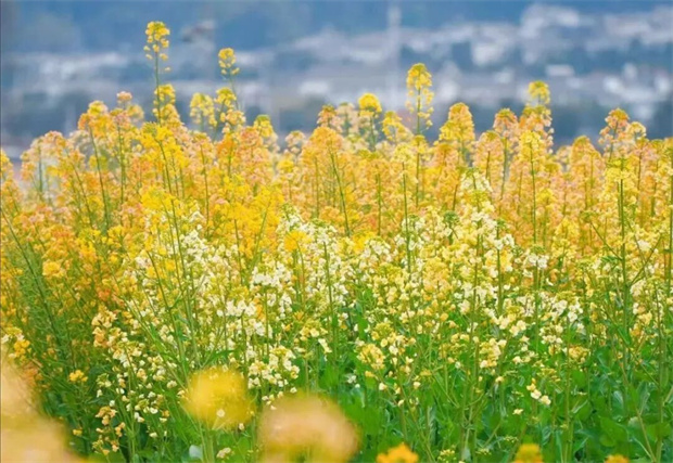 大理旅游：世界花园，大理之旅！