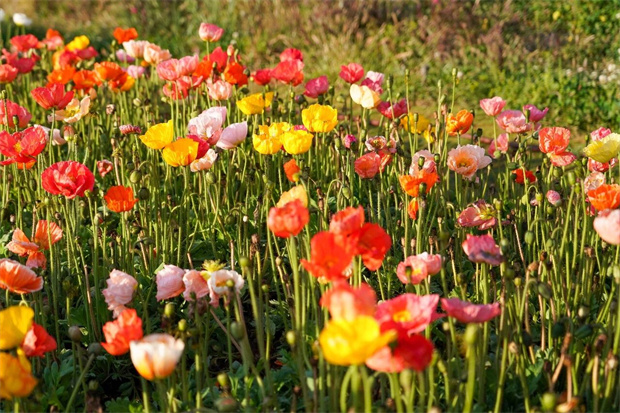 大理旅游：大理资讯