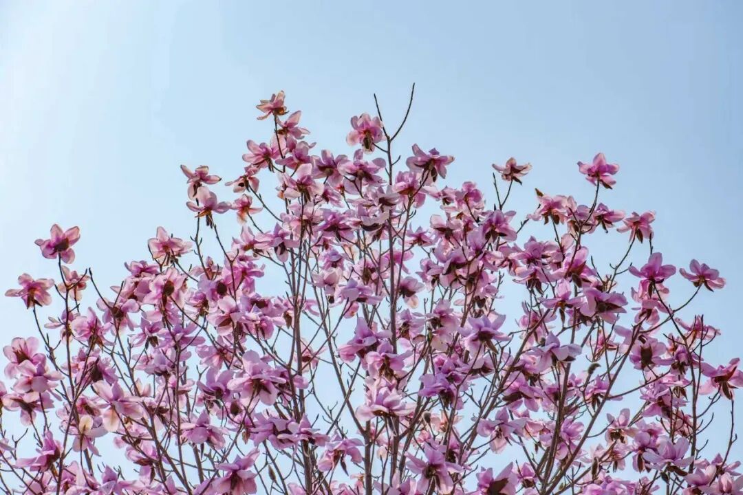 云南旅游,云南旅行社,云南团建公司,云南策划公司,云南会议会展,云南策划执行,大理旅游,大理旅行社,大理团建公司,大理会议公司,大理会议会展,大理策划公司:春暖花开来洱源｜繁花齐放，春光满屏