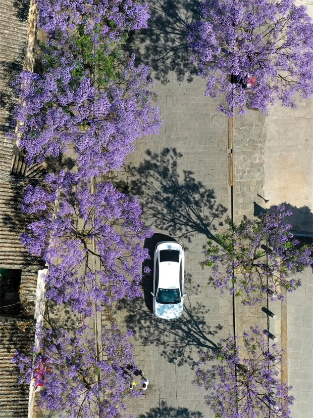 大理旅游：立夏 | 在大理邂逅一树蓝花